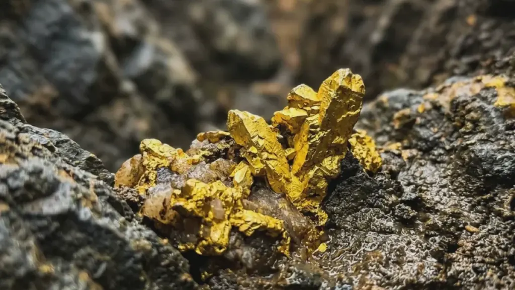 La découverte du siècle en Amérique du Sud : de l&rsquo;or le plus pur extrait de territoires vierges