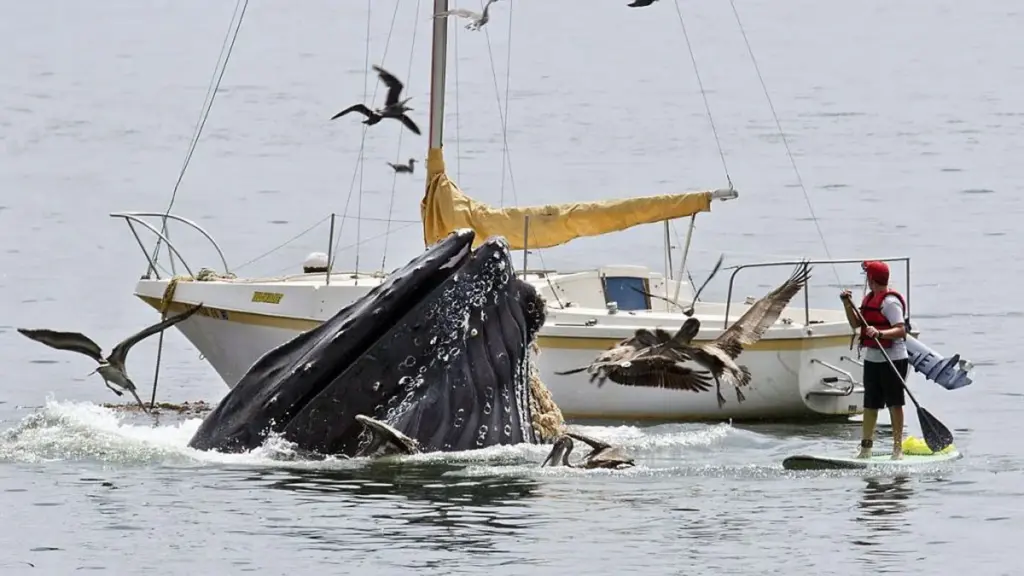 Le Chili détient un record tragique : le plus grand nombre de collisions mortelles entre bateaux et baleines